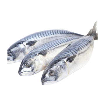 Mackerel Fish (Titus) – 5 Pack