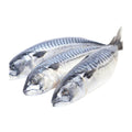 Mackerel Fish (Titus) – 5 Pack