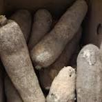 Fresh Yam